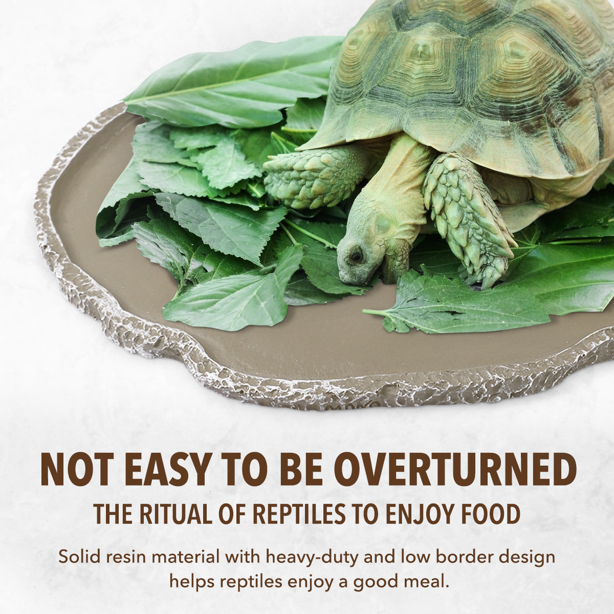 Resin Reptile Feeding Bowl Stu - Water Dish Reptile ulasan dan harga
