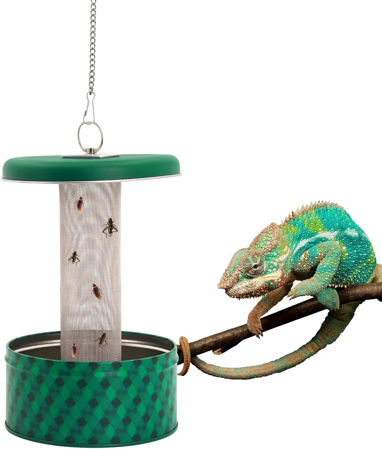 Bearded Dragon Feeder Chameleo - Water Dish Reptile ulasan dan harga